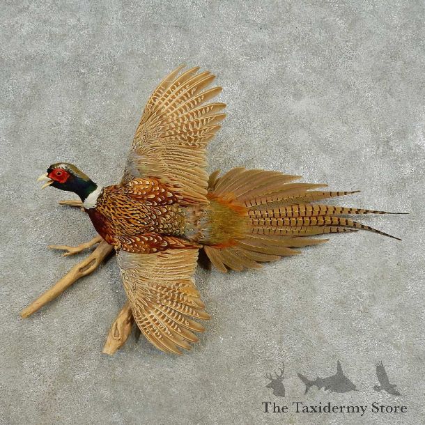 Pied Ringneck Pheasant Bird Mount For Sale #16583 @ The Taxidermy Store