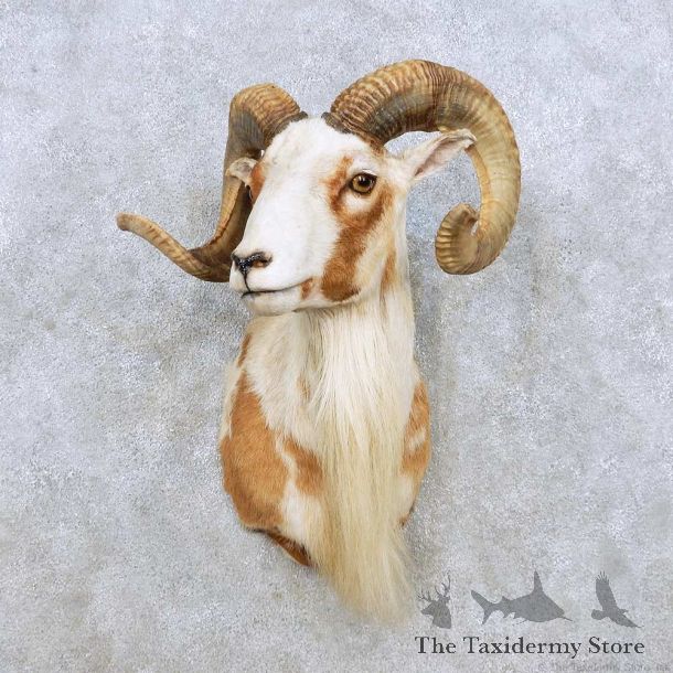 Painted Desert Ram Shoulder Mount For Sale #14244 @ The Taxidermy Store