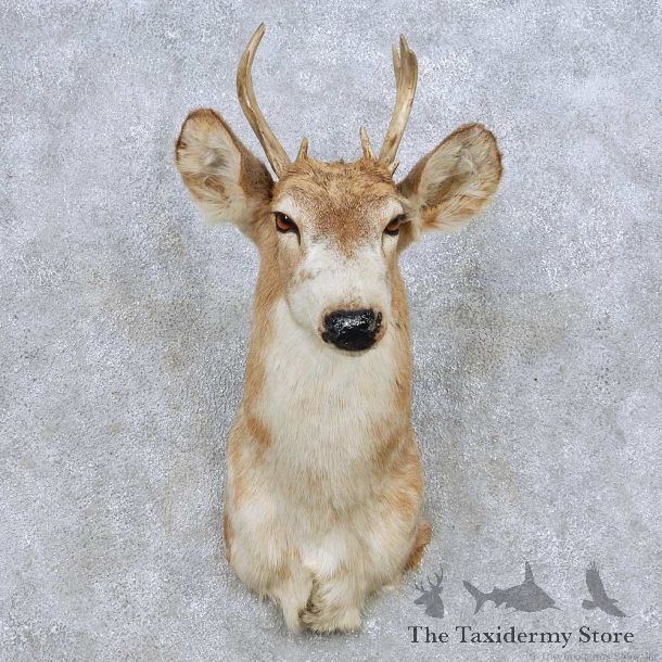 Piebald Whitetail Deer Shoulder Mount For Sale #14082 @ The Taxidermy Store