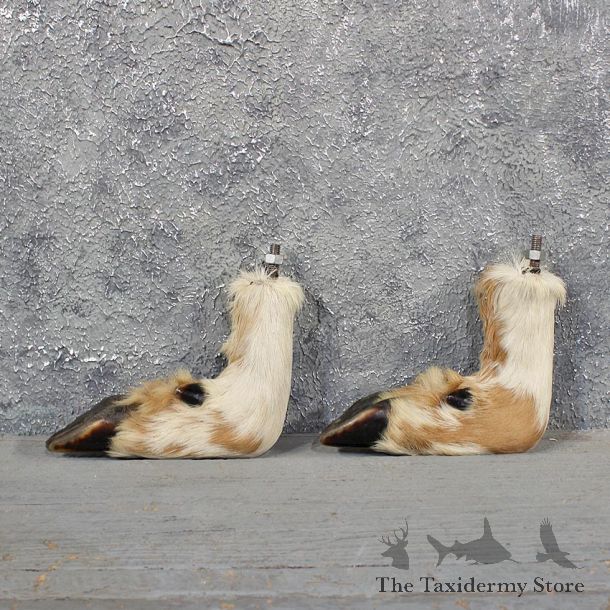 Piebald Whitetail Deer Feet #11616 - For Sale @ The Taxidermy Store