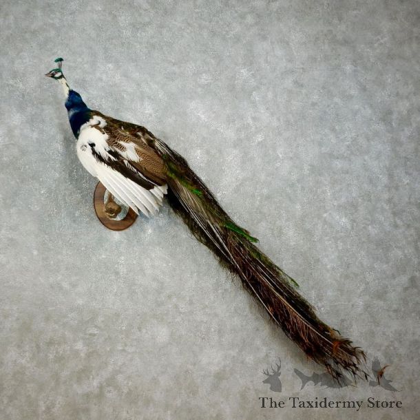 Indian Peacock Bird Mount For Sale #17582 @ The Taxidermy Store