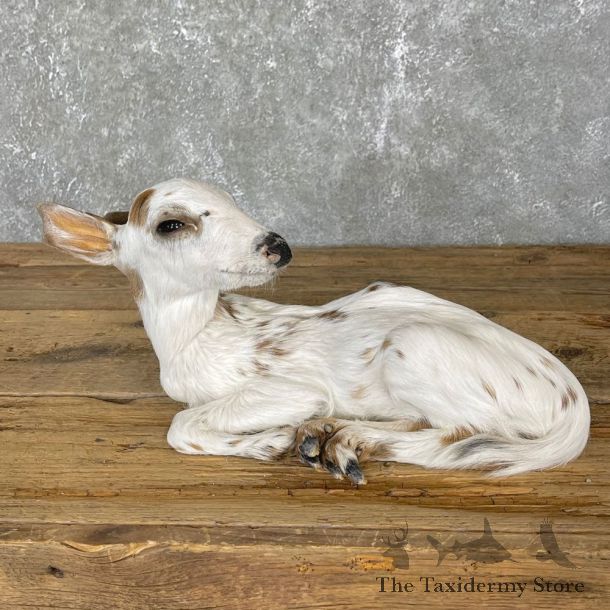 Piebald Whitetail Deer Fawn Life-Size Mount For Sale #24133 - The Taxidermy Store