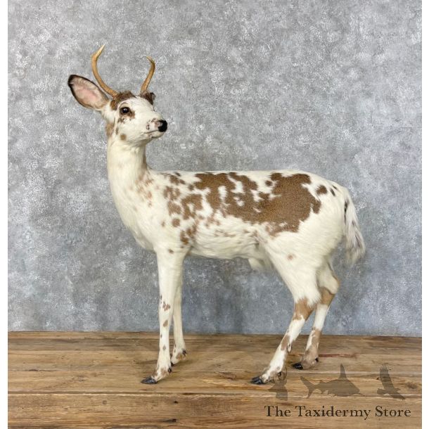 Piebald Whitetail Deer Fawn Life-Size Mount For Sale #27750 - The Taxidermy Store