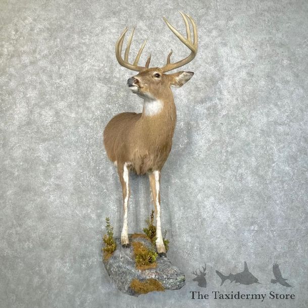 Piebald Whitetail Deer Half Life-Size Mount #24211 For Sale - The Taxidermy Store