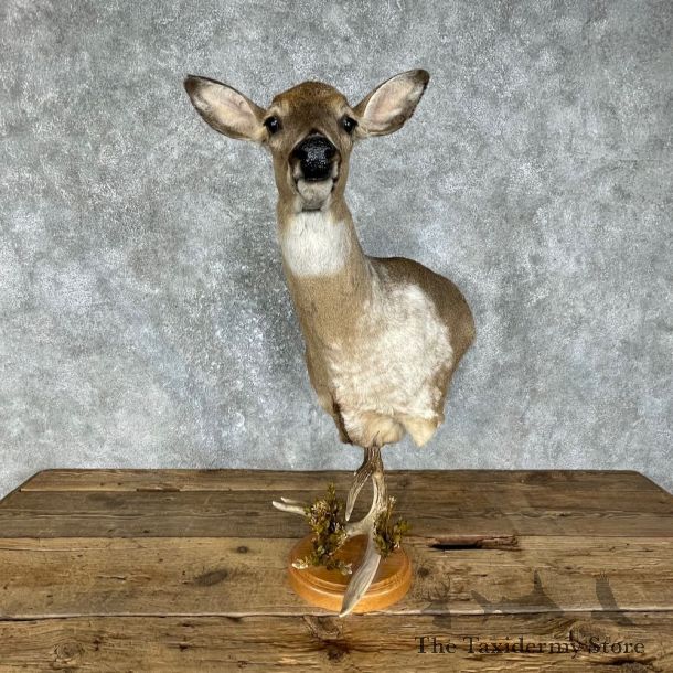 Piebald Whitetail Deer Half Life-Size Mount #25559 For Sale - The Taxidermy Store