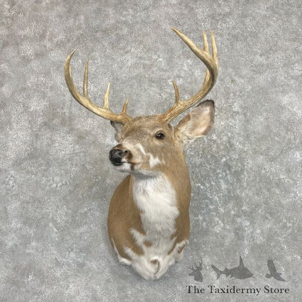 Piebald Whitetail Deer Shoulder Mount For Sale #27420 @ The Taxidermy Store