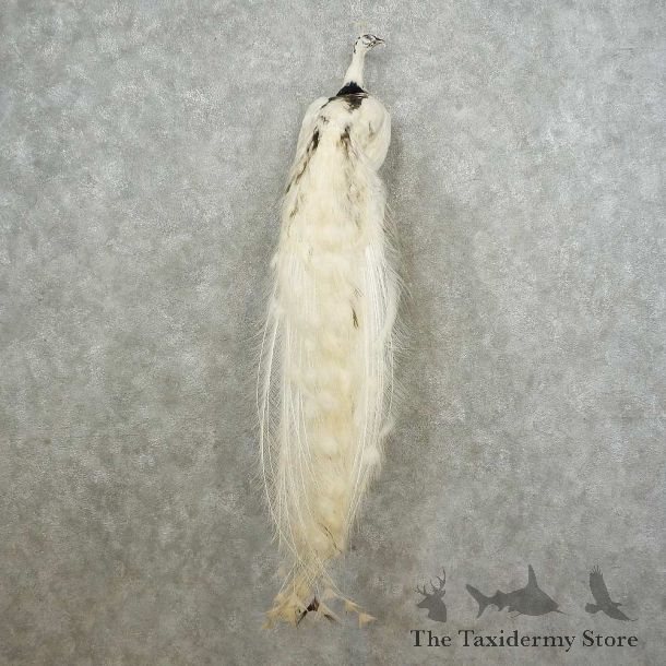 Pied Peacock Bird Mount For Sale #16716 @ The Taxidermy Store