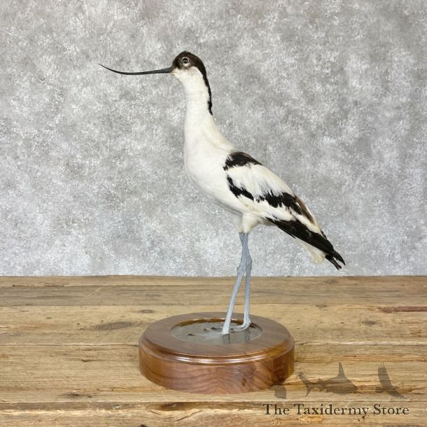 Pied Avocet Bird Mount For Sale #28225 @ The Taxidermy Store