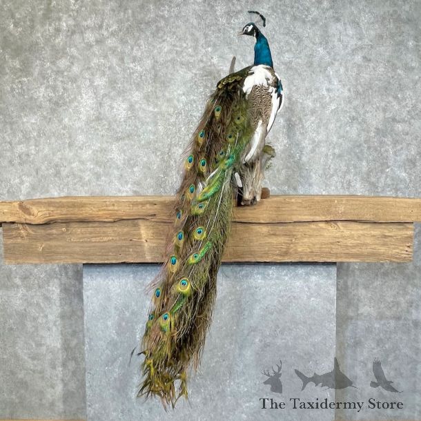 Pied Blue Indian Peacock Bird Mount For Sale #25281 @ The Taxidermy Store