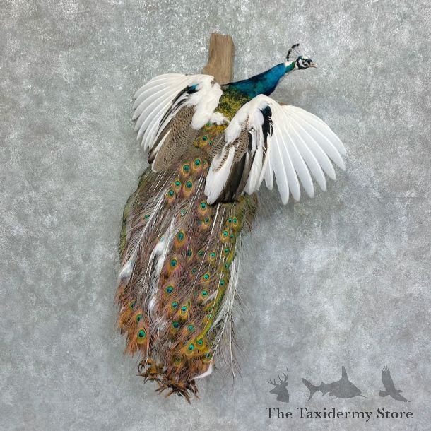 Pied Indian Peacock Bird Mount For Sale #25222 @ The Taxidermy Store