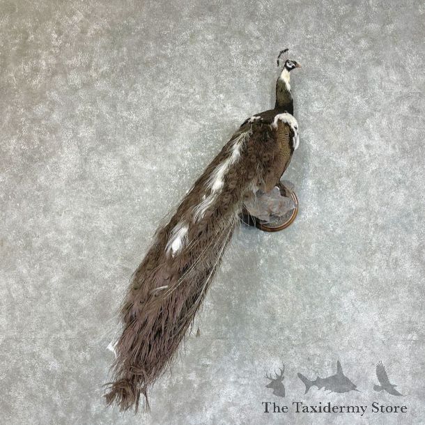 Pied Opal Peacock Bird Mount For Sale #25279 @ The Taxidermy Store