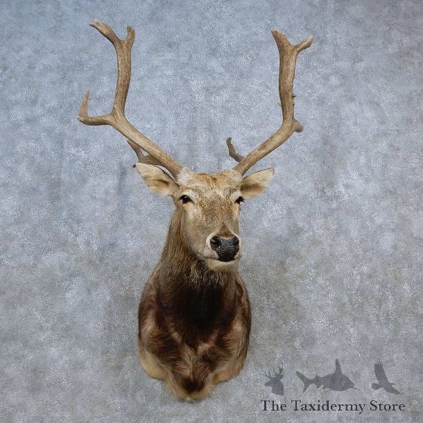 Pére David’s Deer Shoulder Mount For Sale #15580 @ The Taxidermy Store