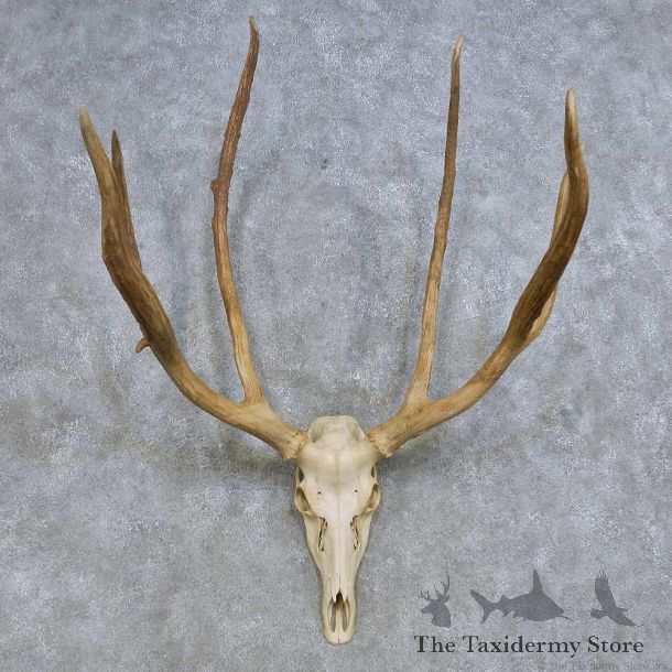 Pere David Deer Skull & Antler European Mount For Sale #14634 @ The Taxidermy Store
