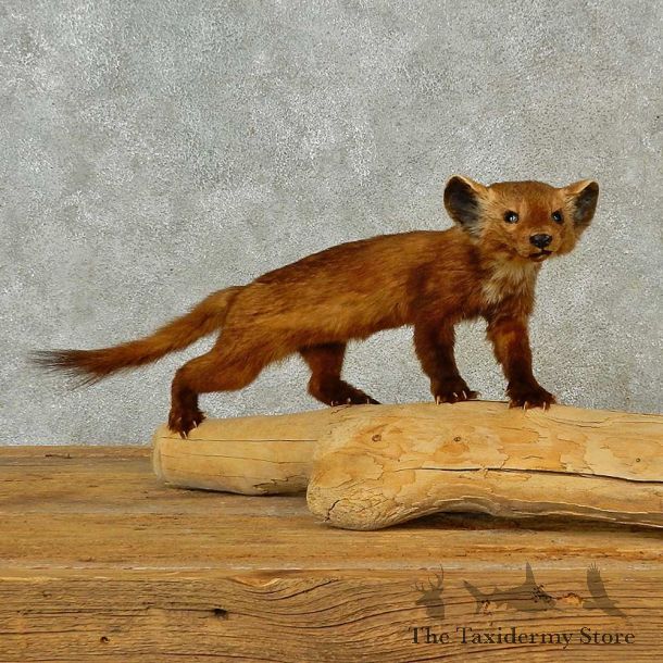 American Pine Marten Mount For Sale #16565 @ The Taxidermy Store
