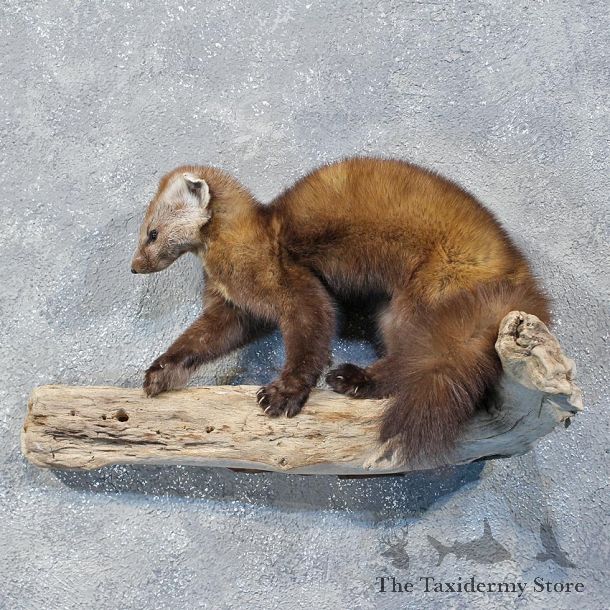 Pine Marten Taxidermy Mount For Sale #10176 For Sale @ The Taxidermy Store