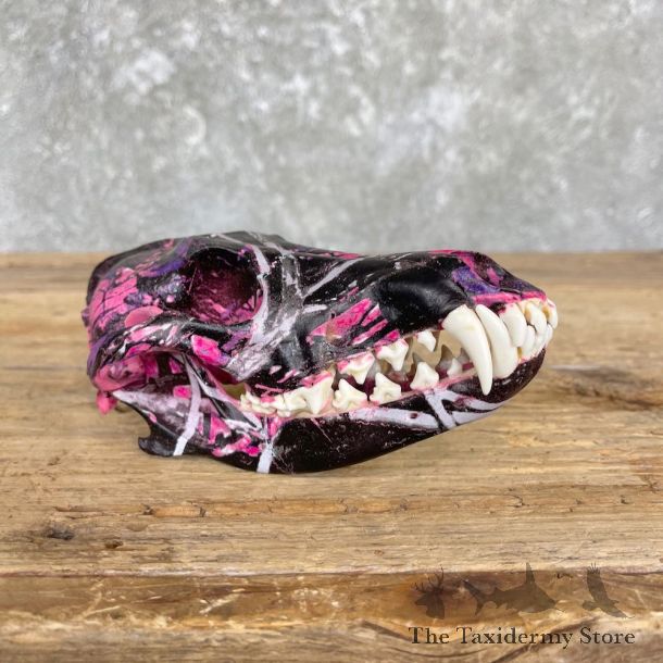 Pink Galaxy Dipped Coyote Skull #26400 For Sale @ The Taxidermy Store