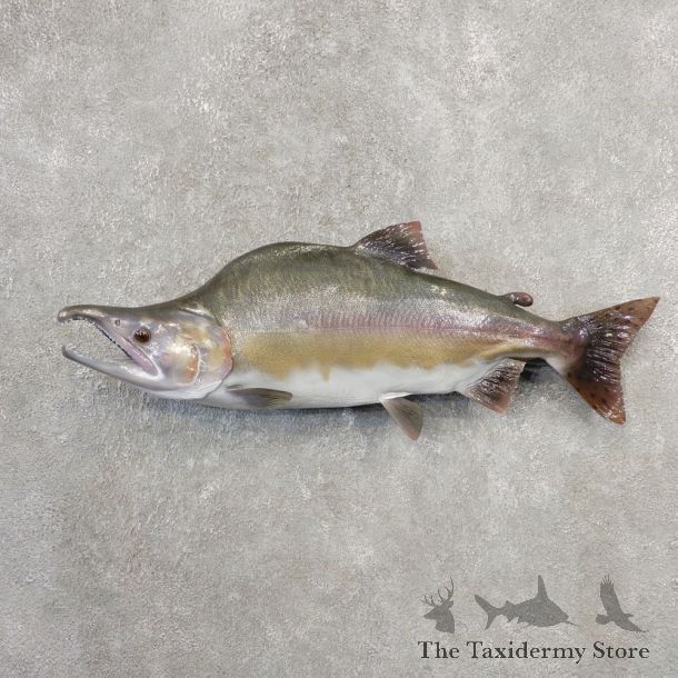 Pink Salmon Taxidermy Fish Mount For Sale #21101 @ The Taxidermy Store