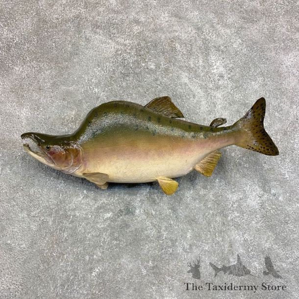 Pink Salmon Taxidermy Fish Mount For Sale #22049 @ The Taxidermy Store