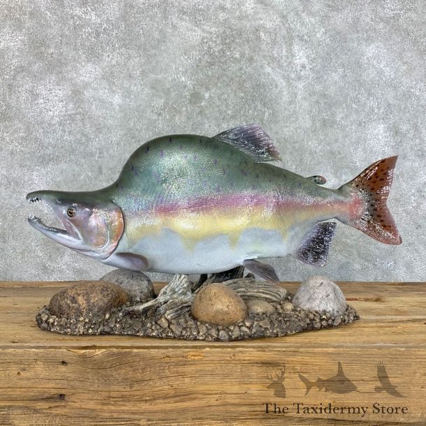 Pink Salmon Taxidermy Fish Mount For Sale #22688 @ The Taxidermy Store
