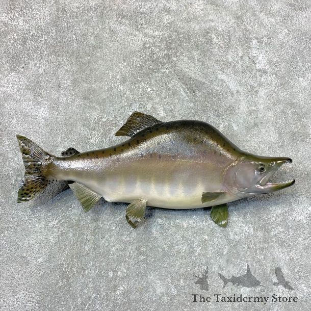 Pink Salmon Taxidermy Fish Mount For Sale #23652 @ The Taxidermy Store