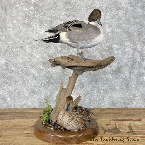 Pintail Duck Pair Bird Mount For Sale #28406 @ The Taxidermy Store