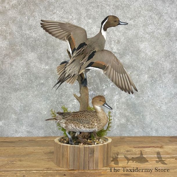 Pintail Ducks Bird Taxidermy Mount For Sale #25016 @ The Taxidermy Store