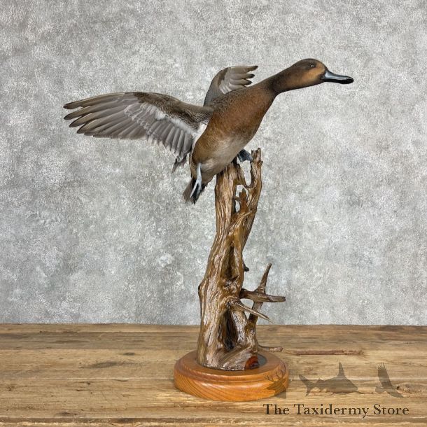 Pintail/Wigeon Cross Duck Bird Mount For Sale #26995 @ The Taxidermy Store