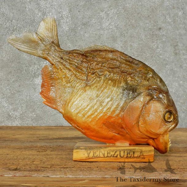 Red Bellied Piranha Fish Mount For Sale #16240 @ The Taxidermy Store