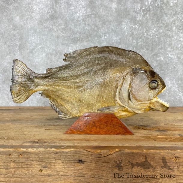 Piranha Fish Mount #24165 For Sale @ The Taxidermy Store
