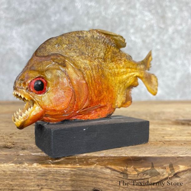 Piranha Fish Mount #24407 For Sale @ The Taxidermy Store