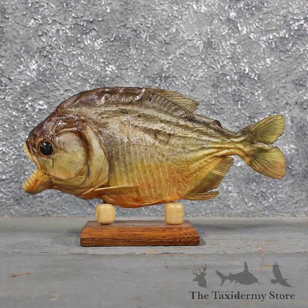 Red Bellied Piranha Fish Mount #11675 For Sale @ The Taxidermy Store