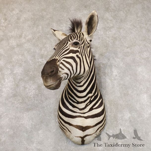 Plains Zebra Shoulder Mount For Sale #22575 @ The Taxidermy Store