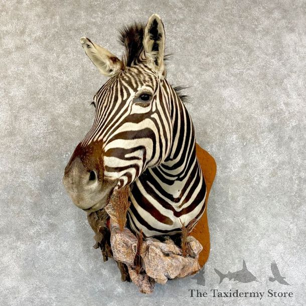 Plains Zebra Shoulder Mount For Sale #24273 @ The Taxidermy Store