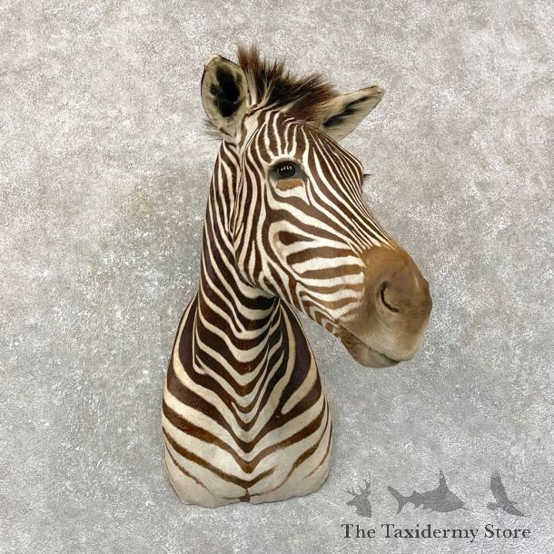 Plains Zebra Shoulder Mount For Sale #24996 @ The Taxidermy Store