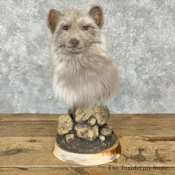 Platinum Fox Life-Size Mount For Sale #17040 @ The Taxidermy Store