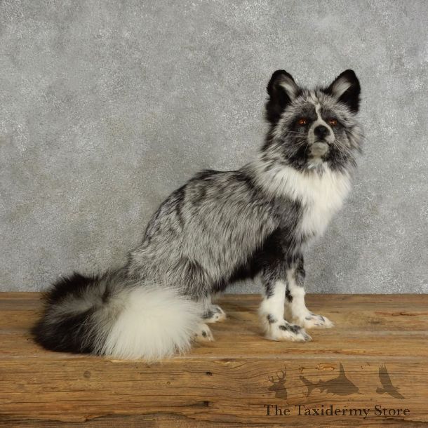 Platinum Fox Life-Size Mount For Sale #17040 @ The Taxidermy Store