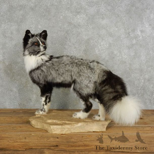 Platinum Fox Life-Size Mount For Sale #17041 @ The Taxidermy Store