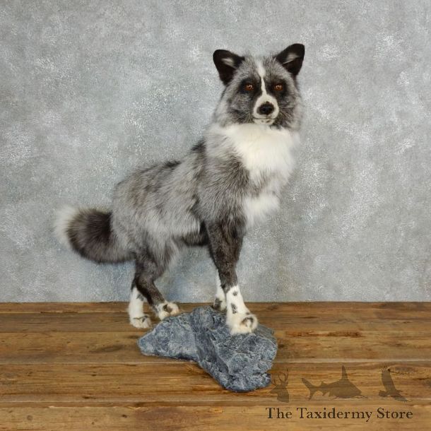Platinum Fox Life-Size Mount For Sale #17831 @ The Taxidermy Store