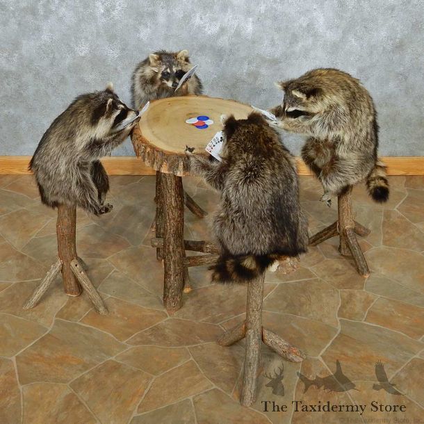 Life Size Poker Raccoons Taxidermy Set #13642 For Sale @ The Taxidermy Store