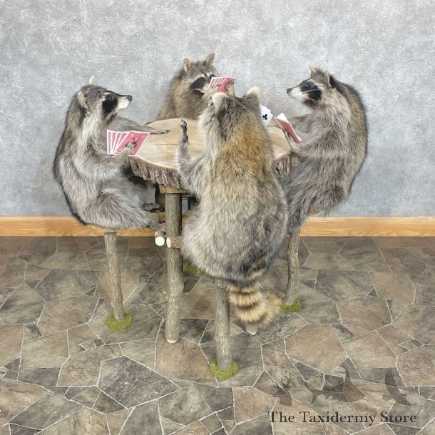 Poker Raccoons Novelty Mount For Sale #27204 @ The Taxidermy Store