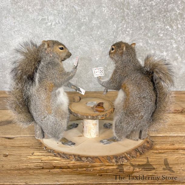 Poker Squirrels Novelty Mount For Sale #27118 @ The Taxidermy Store