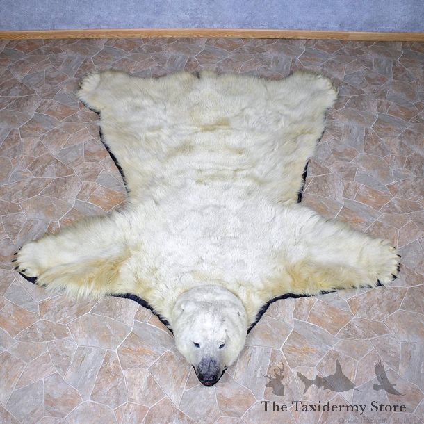 Polar Bear Taxidermy Rug #12330 For Sale @ The Taxidermy Store