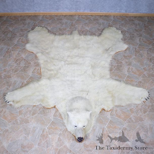 Polar Bear Taxidermy Rug #11056 For Sale @ The Taxidermy Store