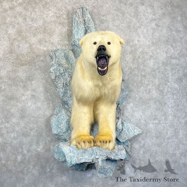 Polar Bear Half-Life-Size Taxidermy Mount #24585 For Sale @ The Taxidermy Store