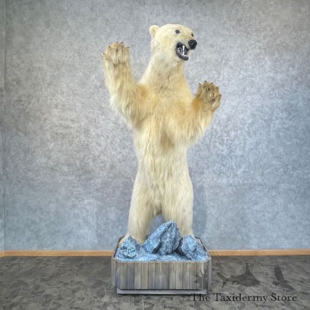 Polar Bear Life-Size Mount For Sale #28475 @ The Taxidermy Store