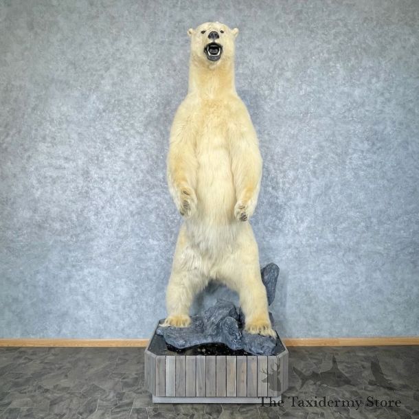 Polar Bear Life-Size Mount For Sale #28544 @ The Taxidermy Store