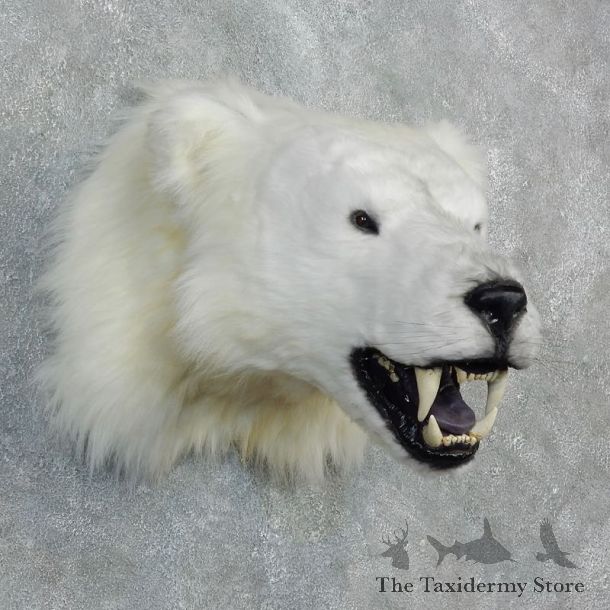 Reproduction Polar Bear Shoulder Mount #18297 For Sale @ The Taxidermy Store