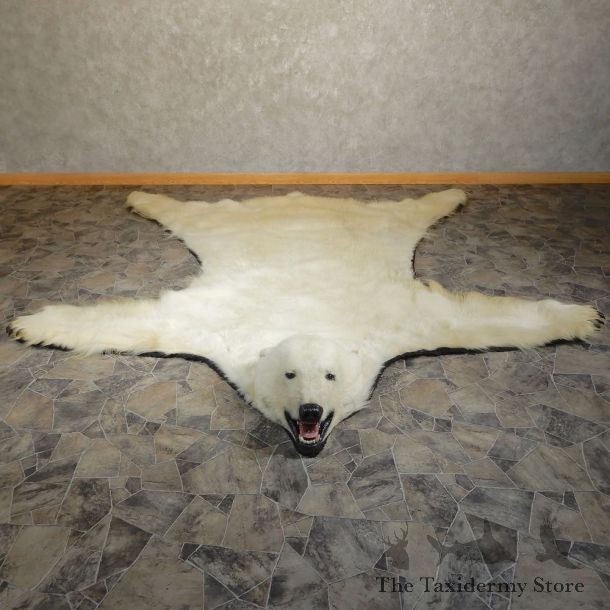 Polar Bear Taxidermy Rug #20403 For Sale @ The Taxidermy Store