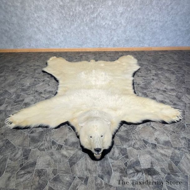 Polar Bear Taxidermy Rug #25262 For Sale @ The Taxidermy Store