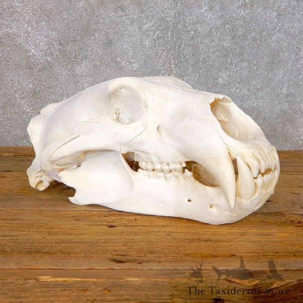 Reproduction Polar Bear Shoulder Mount #18753 For Sale @ The Taxidermy Store